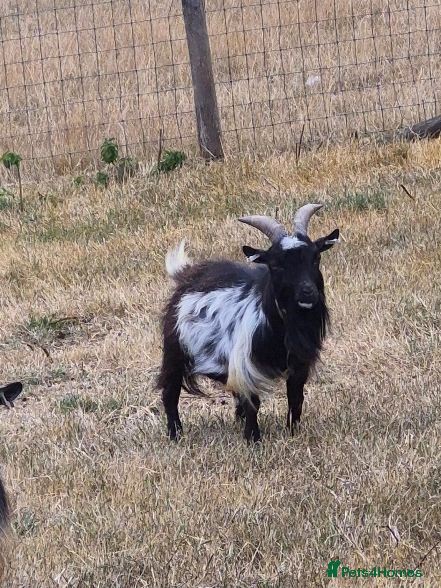 Goats livestock 2yr old PEDIGREE REGISTERED PYGMY GOAT BILLY - Advert 15