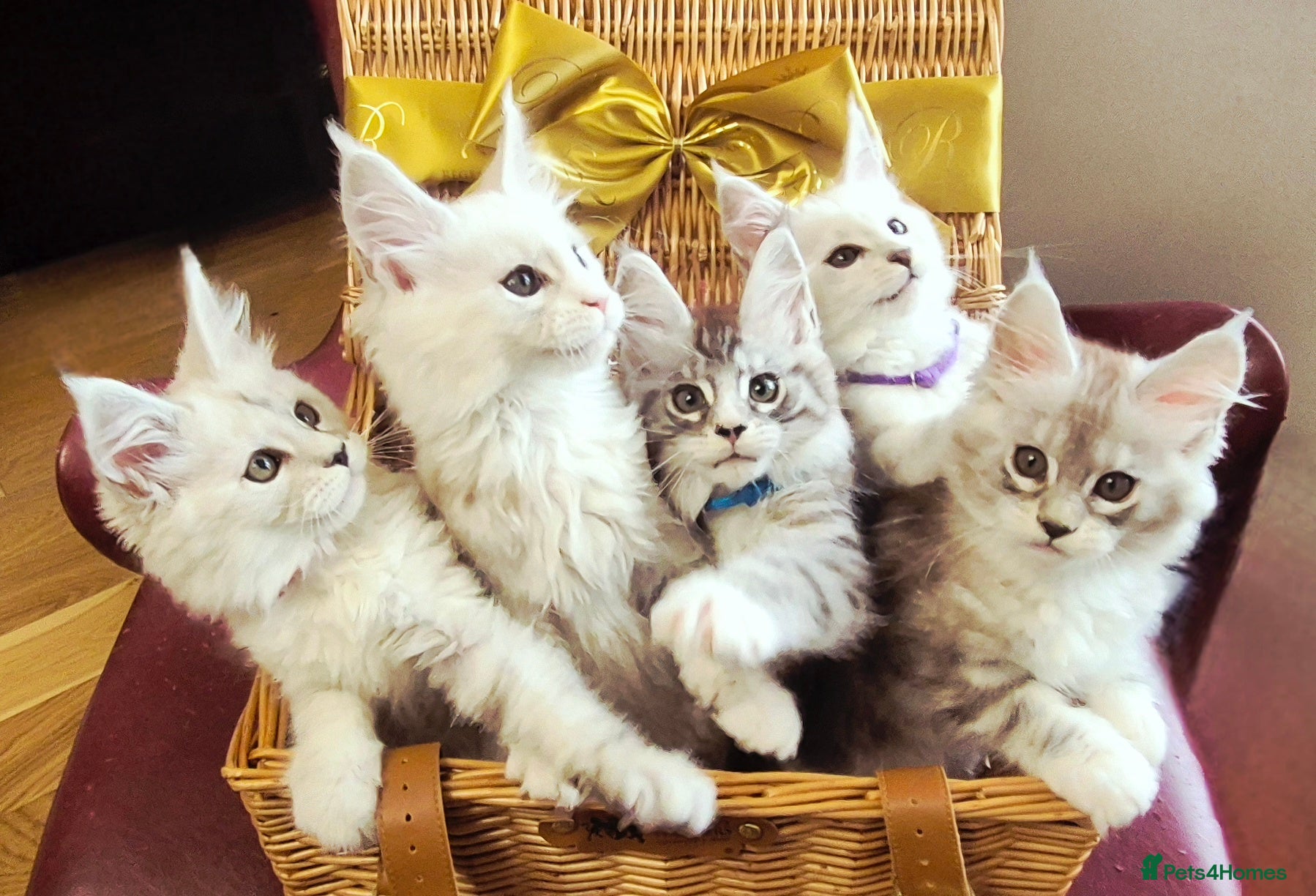 Maine Coon cats GCCF Pedigree Maine Coon Kittens Rare Shaded - Advert 6