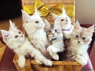 Maine Coon cats GCCF Pedigree Maine Coon Kittens Rare Shaded - Advert 6