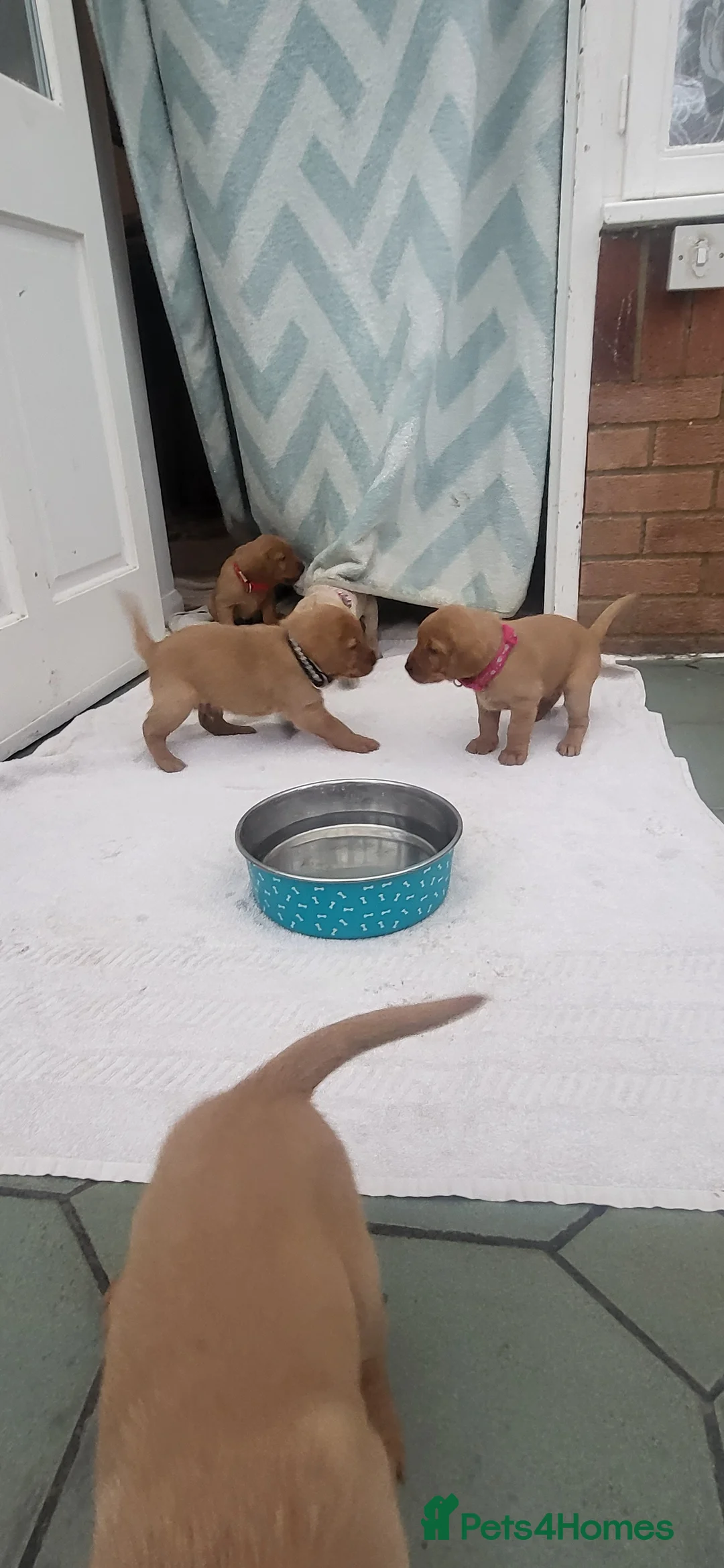 Labrador Retriever dogs for sale: Labrador fox red and golden puppy - Advert 5