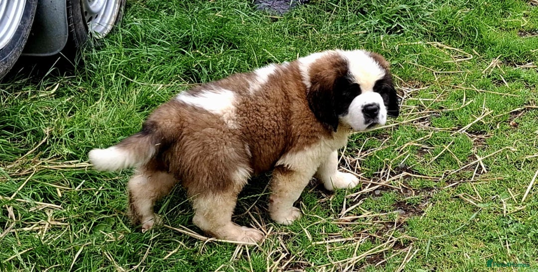 Saint Bernard dogs for sale: KC reg Saint Bernard puppies READY NOW - Image 28