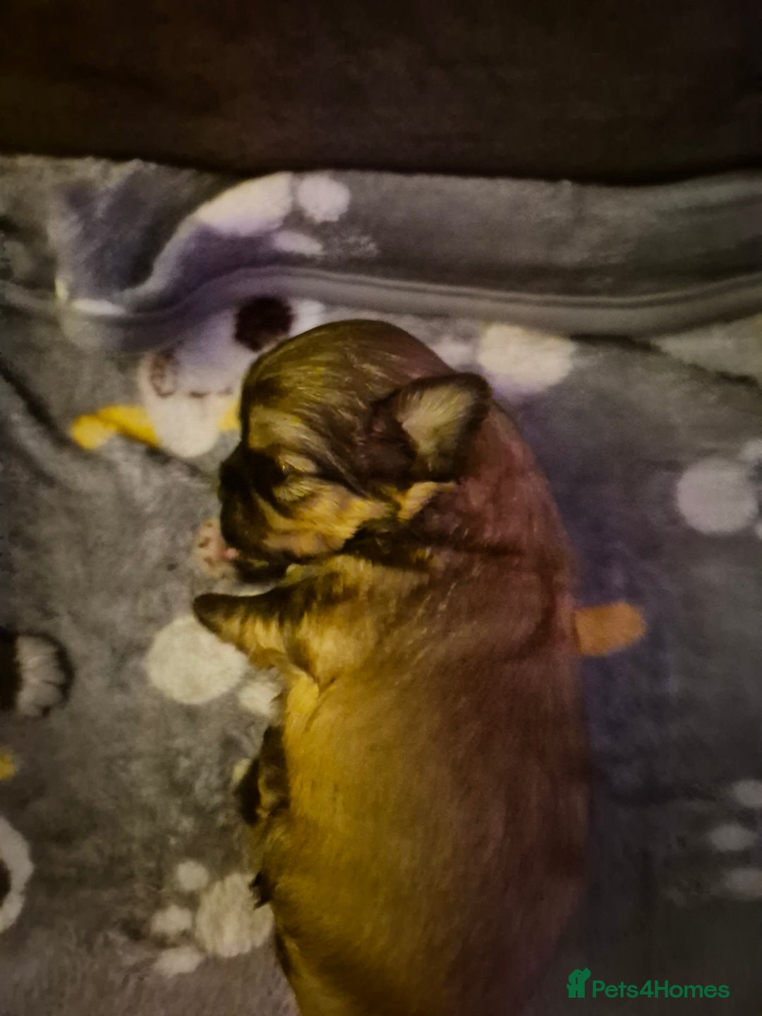 Malshi dogs for sale: 5 beautiful puppies  - Advert 9