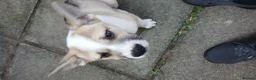 Akita dogs for sale: 15 week old male akita for sale  - Advert 5