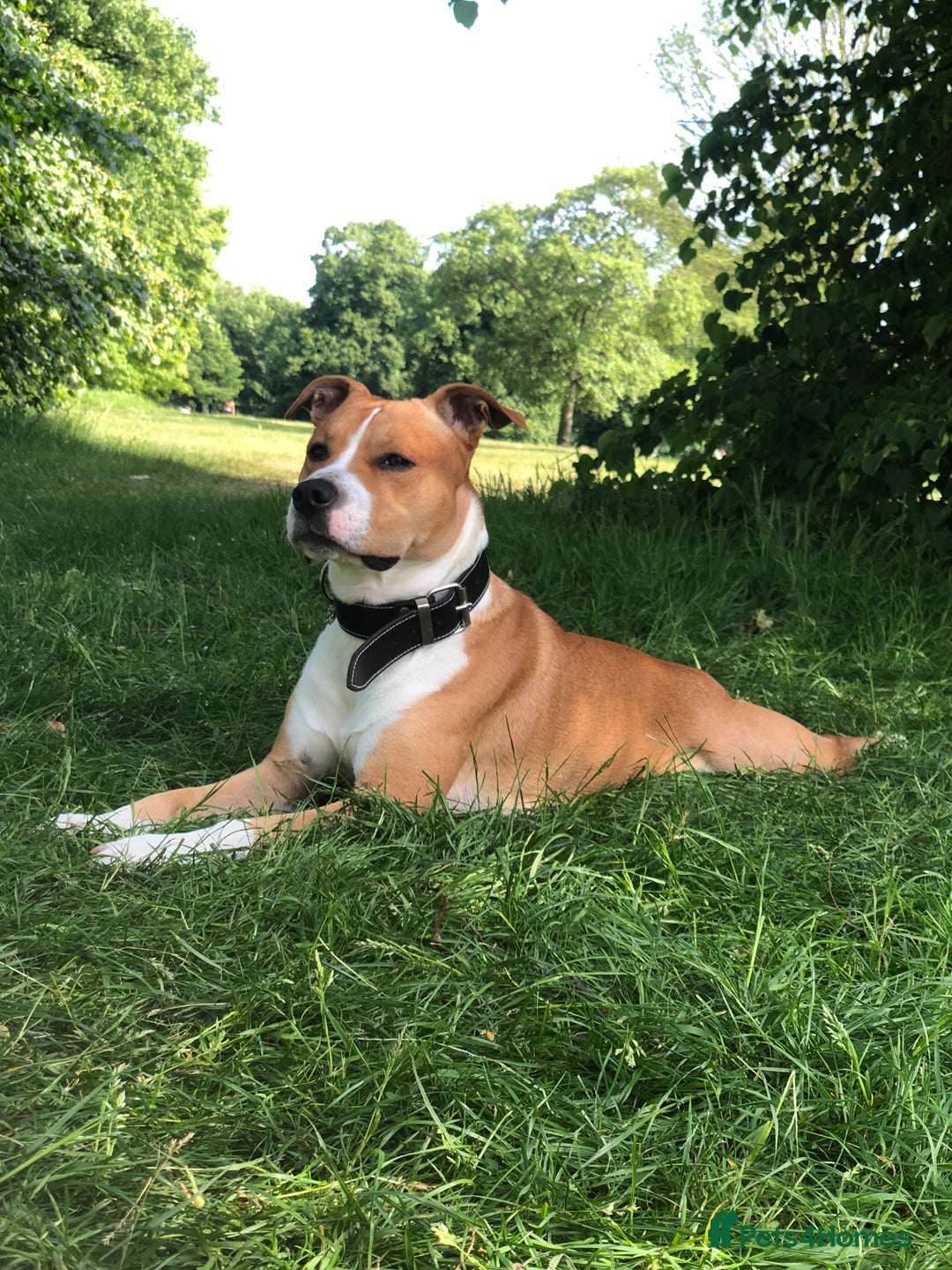Mixed Breed dogs for sale: Lovely Staffy looking for new home  - Advert 5