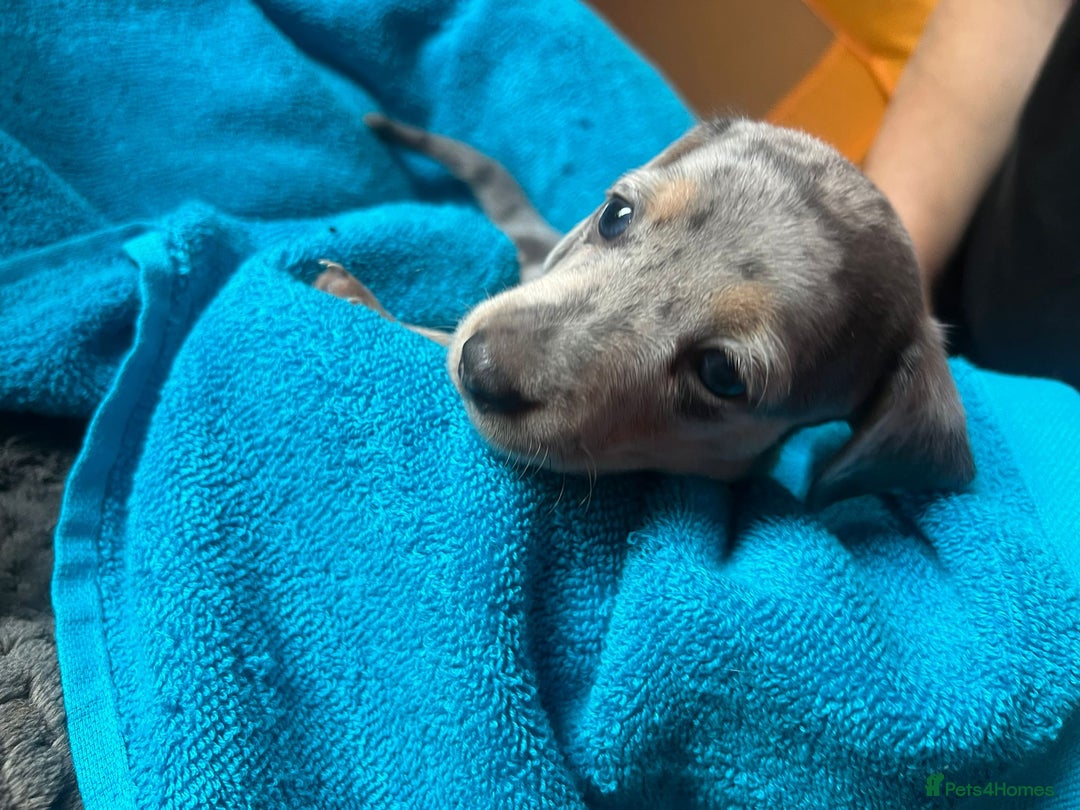 Miniature Dachshund dogs for sale: 4 male miniature Dachshund puppies for sale  - Image 7