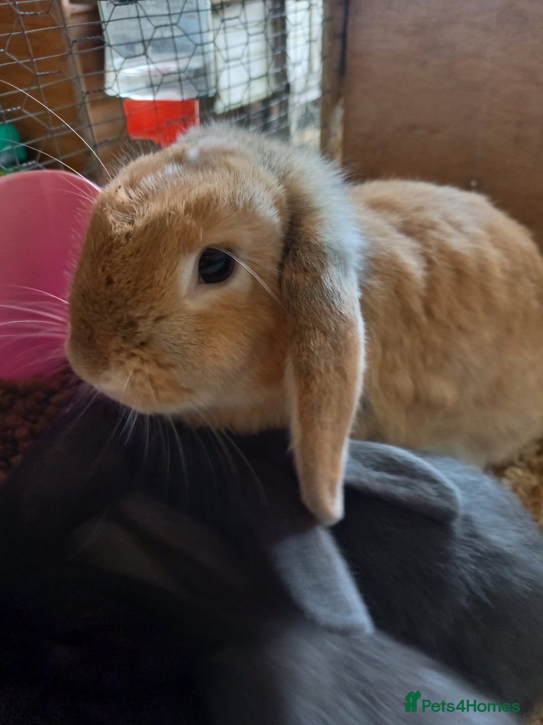 Mini Lop rabbits for sale: Mini lops  - Image 5