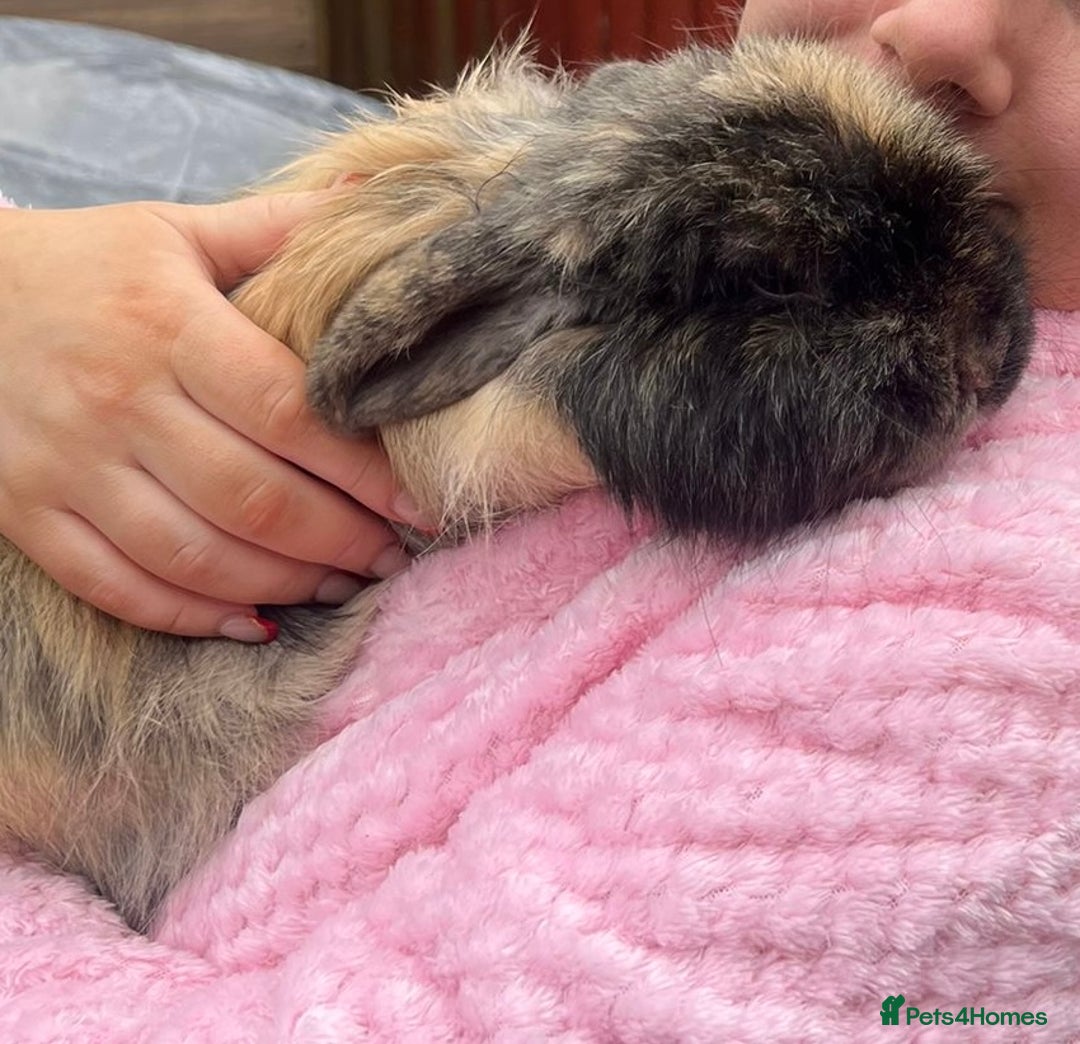 Mini Lop rabbits for sale: Cashmere mini lop with full set up - Very friendly - Image 2