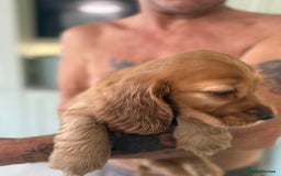 Cocker Spaniel dogs for sale: KC Registered Show Cocker Spaniel Puppies - Image 13