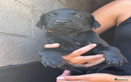 Labrador Retriever dogs for sale: Labrador puppy looking for his forever home  - Image 2