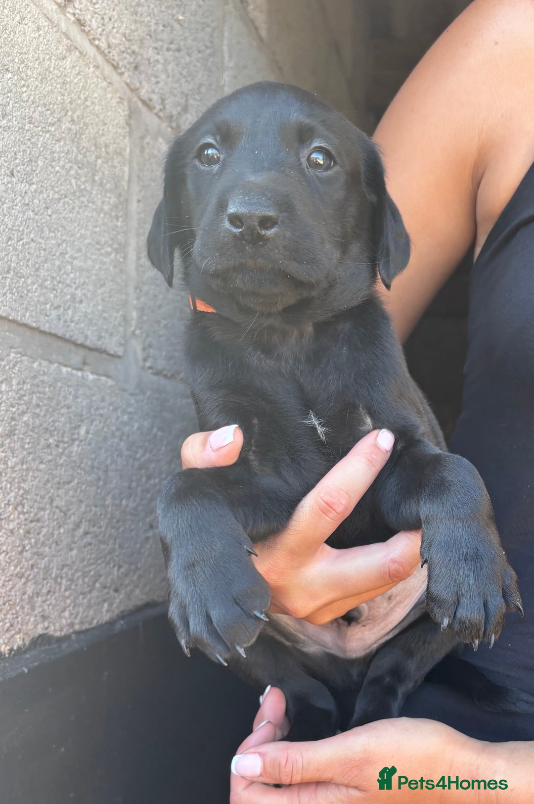 Labrador Retriever dogs for sale: Labrador puppy looking for his forever home  - Image 2