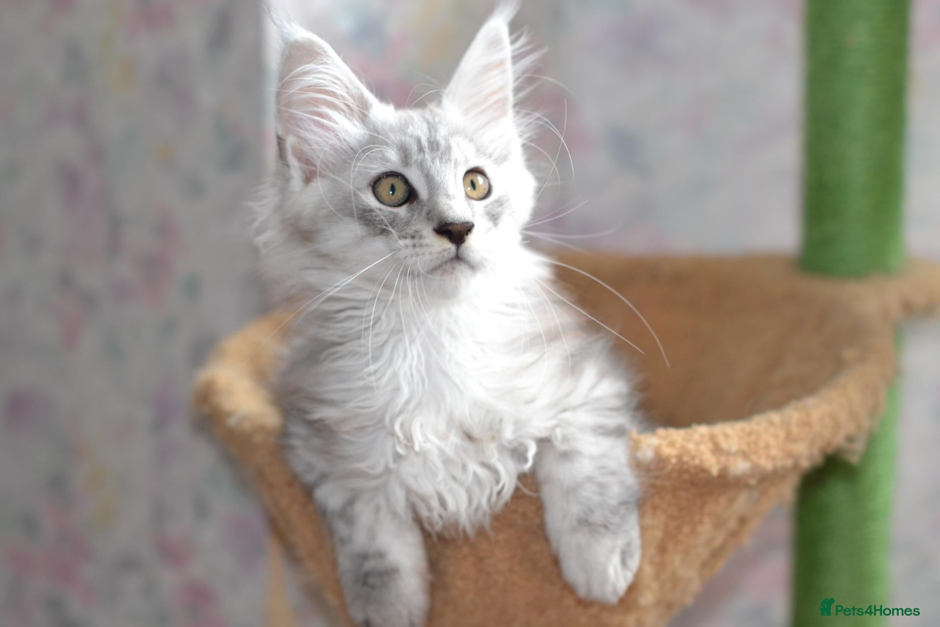 Maine Coon cats Tica Maine Coon kittens for reservation - Advert 3