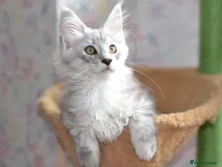 Maine Coon cats Tica Maine Coon kittens for reservation - Advert 3