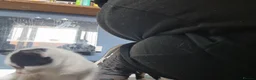 Mixed Breed cats for sale: Male kittens for sale in Normanton - Advert 24