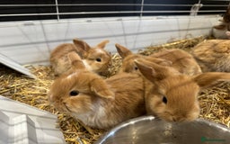 Mini Lop rabbits for sale: Mini lop babies for sale. Ready October 18th - Image 8