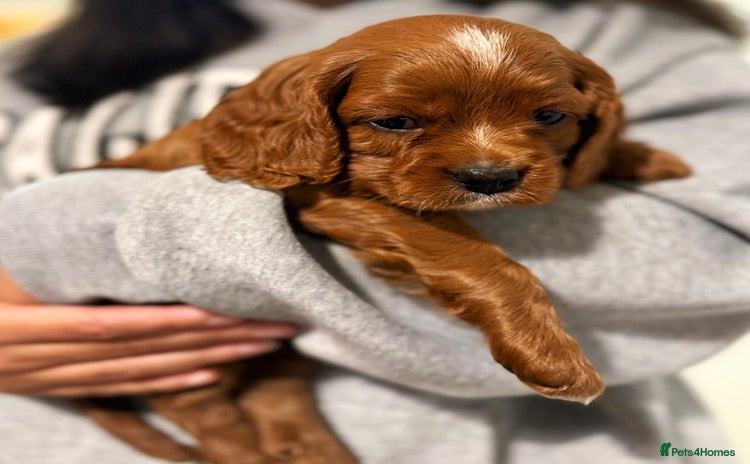 Cavapoo dogs - Advert 2