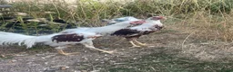 Mixed Breed birds for sale: Gamefowl/ aseel cocks  in Bridgwater - Advert 2