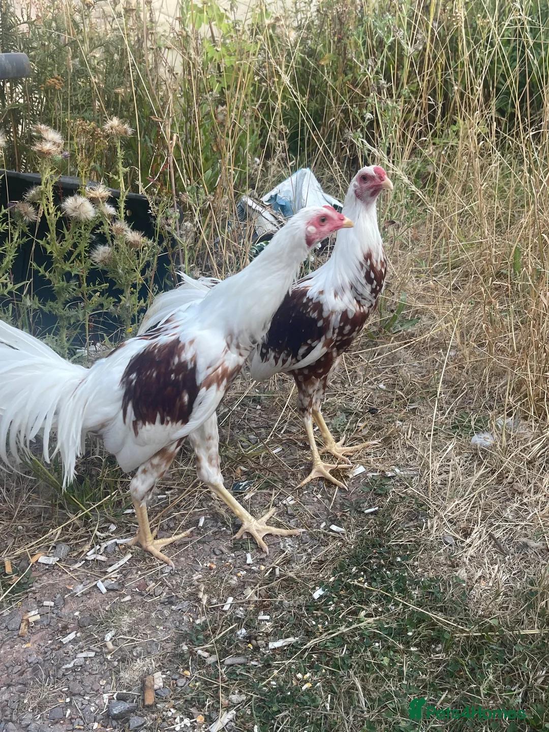 Mixed Breed birds for sale: Gamefowl/ aseel cocks  in Bridgwater - Advert 2