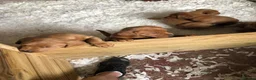 Labrador Retriever dogs for sale: Fox Red Labradors  - Advert 5