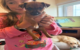 Jack Russell dogs for sale: Beautiful Jack Russell Puppies - Image 17