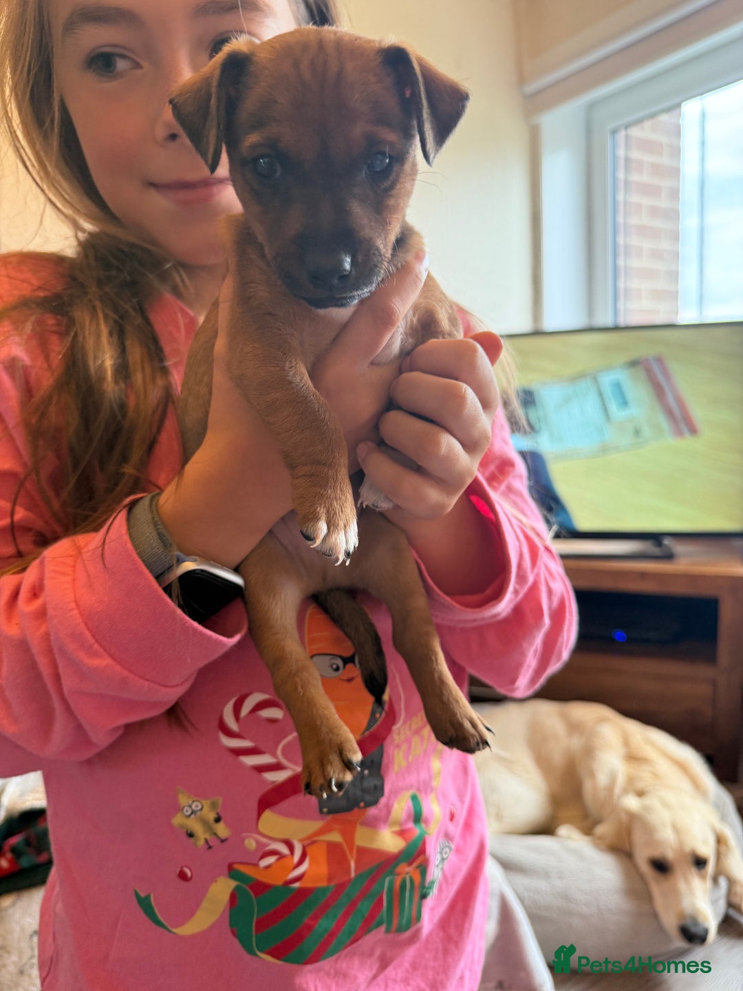 Jack Russell dogs for sale: Beautiful Jack Russell Puppies - Image 17