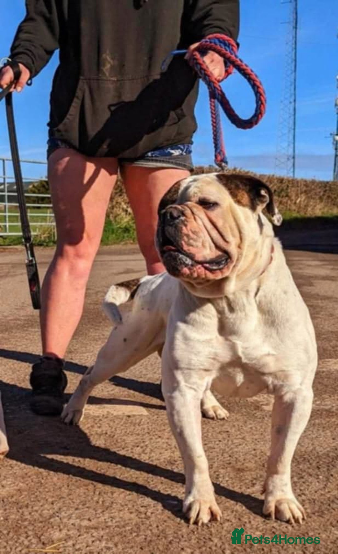 Alapaha Blue Blood Bulldog dogs for sale: TOP QUALITY PURE ALAPAHA BULLDOGS - Advert 38