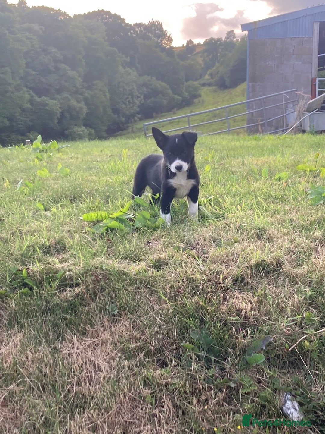 Border Collie dogs for sale: Playful puppies  - Image 11