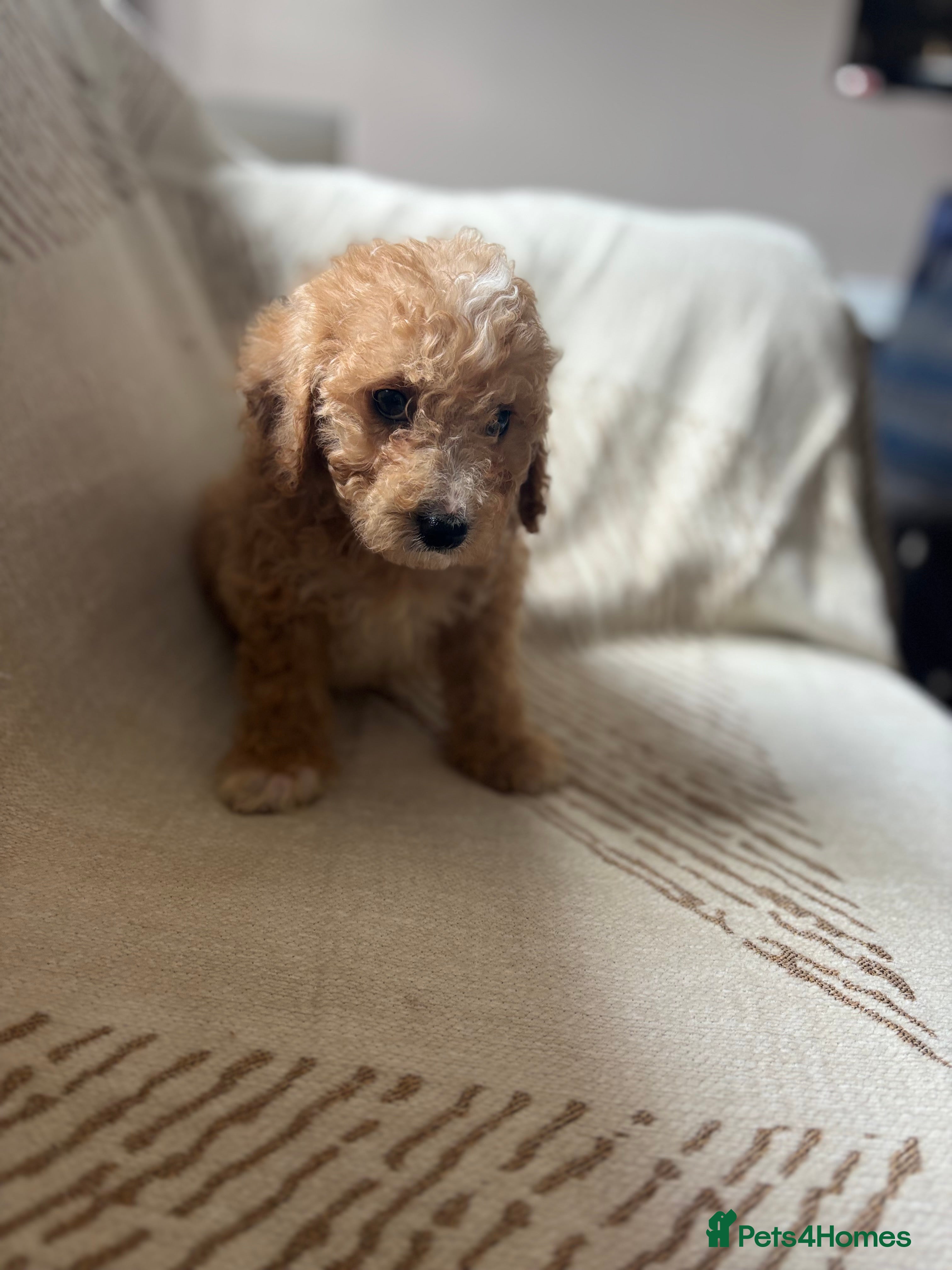 Cavachon dogs 🐶Beautiful cavapoochon puppies ready to leave 🐶  - Advert 2