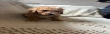 Cavapoochon Puppy 7