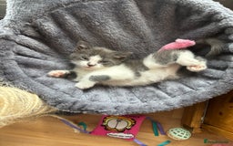 Domestic Shorthair cats for sale: Gorgeous grey kitten - Image 2