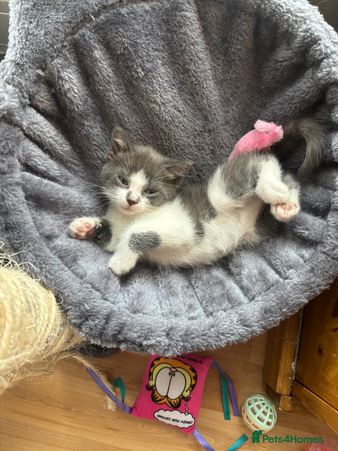 Domestic Shorthair cats for sale: Gorgeous grey kitten - Image 2