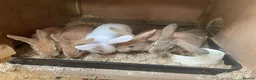 Mixed Breed rabbits for sale: Mini Rex crosses  - Advert 3