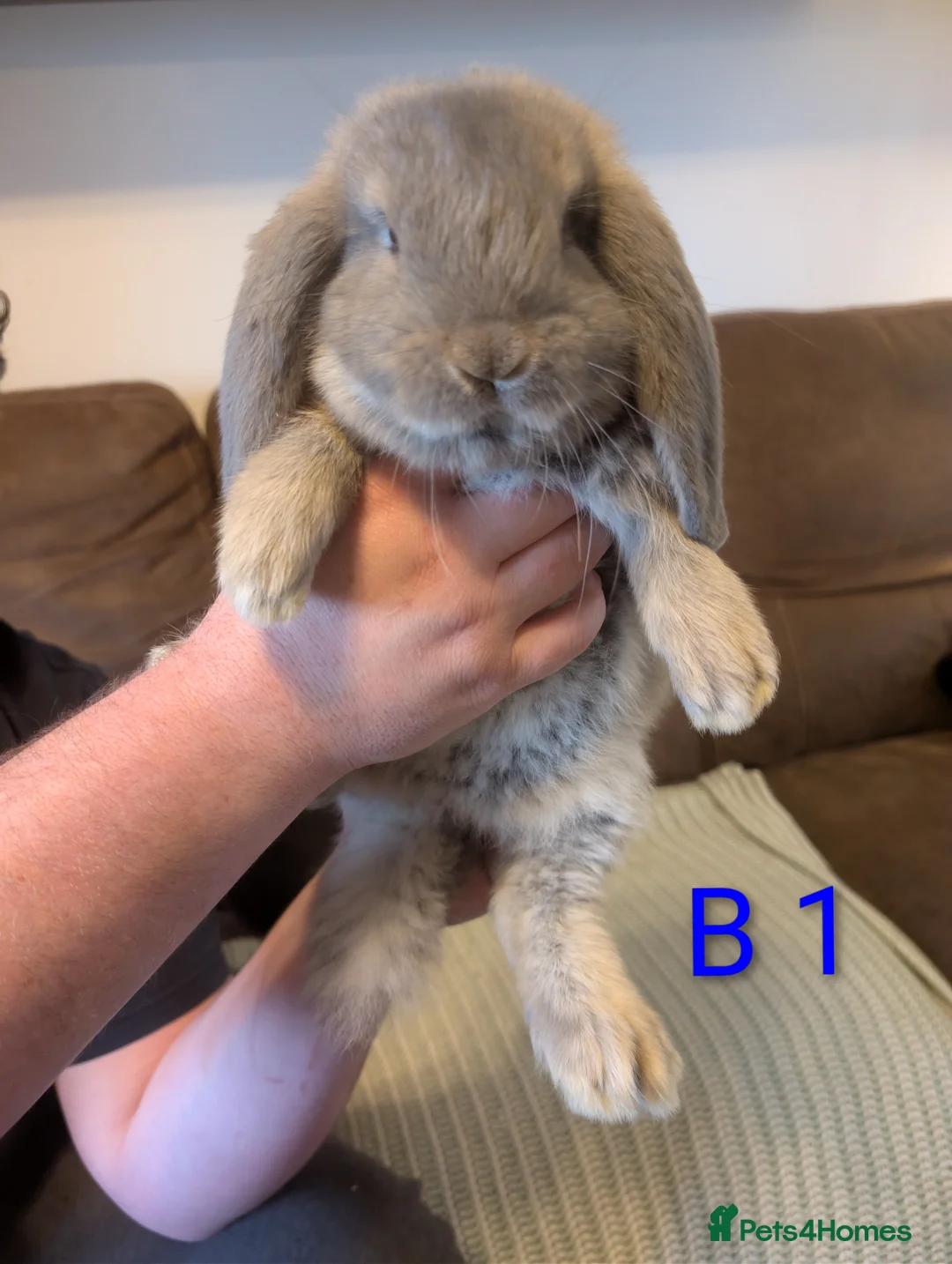 French Lop rabbits for sale: French lops  - Advert 1