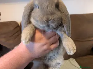 French Lop rabbits French lops - Advert 1