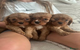 Cavalier King Charles Spaniel dogs for sale: Kc reg ruby cavalier boys available  - Image 6