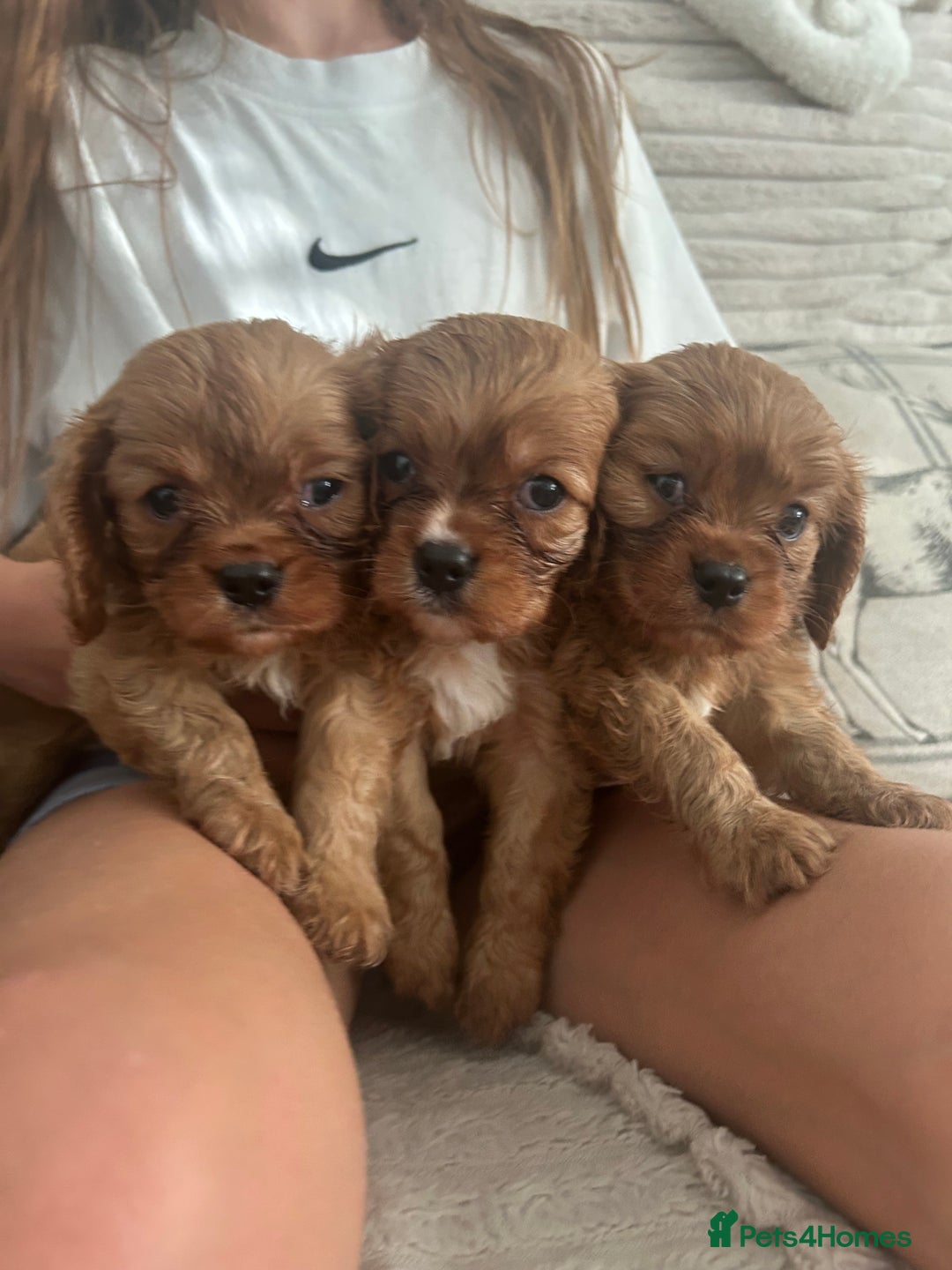 Cavalier King Charles Spaniel dogs for sale: Kc reg ruby cavalier boys available  - Image 6