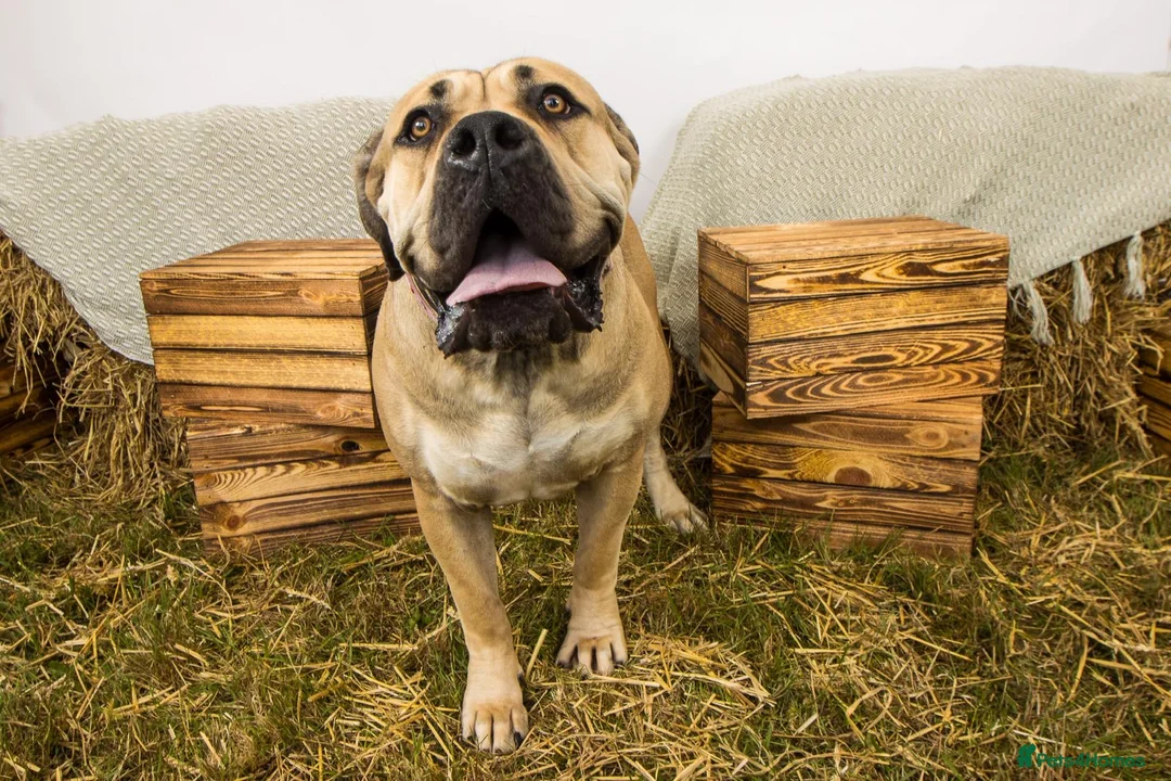 Boerboel dogs for sale: 2yo female boerboel in Bedford - Advert 2