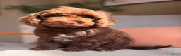 Cockapoo dogs for sale: Merle and Chocolate F1b Cockapoos Due Sept’ - Advert 5