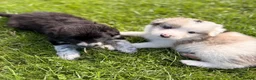 Border Collie dogs for sale: STUNNING BORDER COLLIE PUPS.  - Advert 10