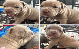 Olde English Bulldogge dogs for sale: Olde English Bulldogges pups - Image 2