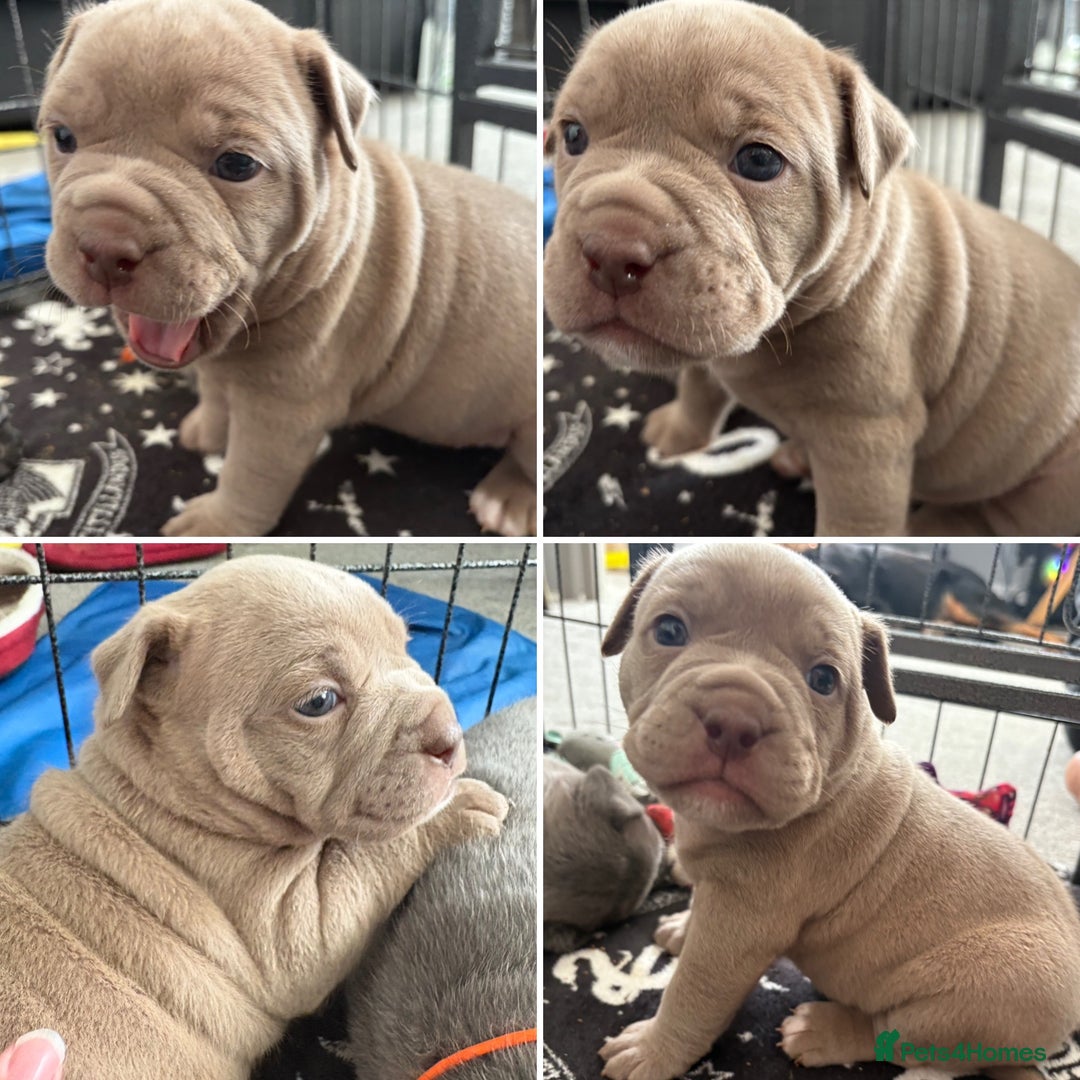 Olde English Bulldogge dogs for sale: Olde English Bulldogges pups - Image 2