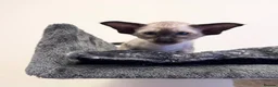 Oriental cats for sale: Beautiful TICA Oriental  and Siamese babies - Advert 7