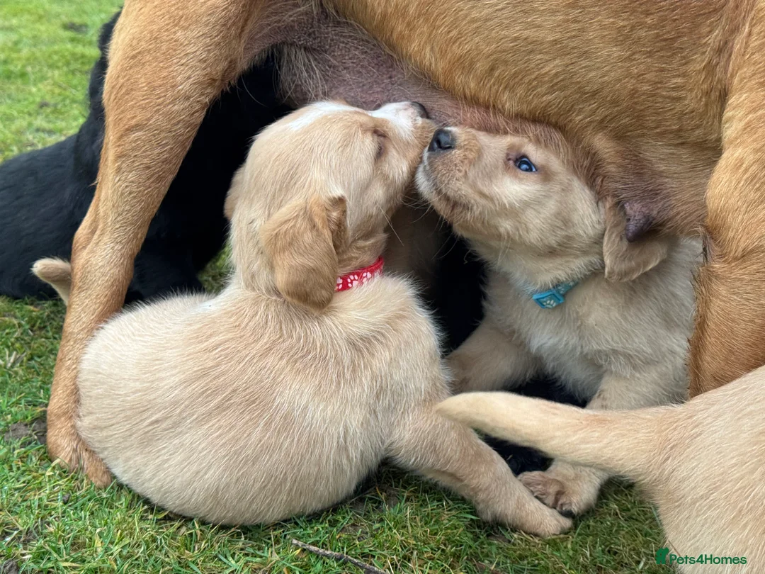 Labradoodle dogs for sale: Labradoodle F1 Puppies Health Tested Parents   - Advert 16