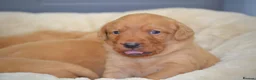 Labrador Retriever dogs for sale: Chunky Fox Red Labrador Puppies  - Advert 21