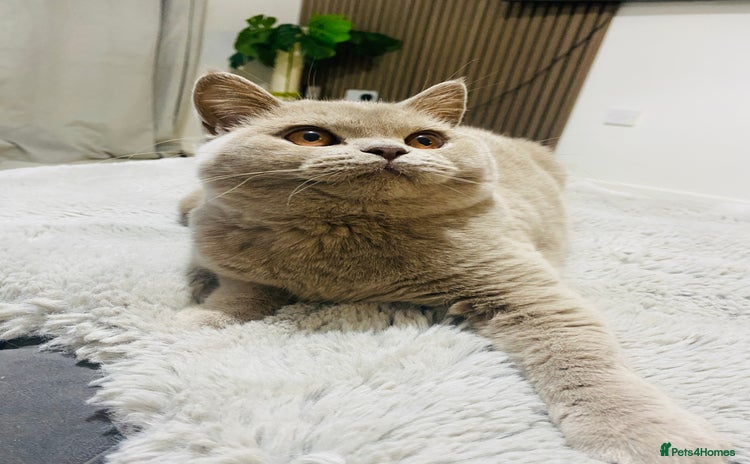 British Shorthair cats 👑 LILAC BSH reg GCCF LAST GIRL 👑 - Advert 11