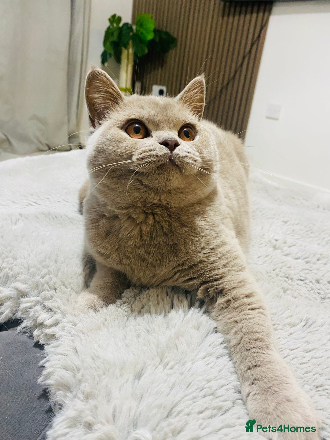 British Shorthair cats for sale: 👑 LILAC BSH reg GCCF LAST GIRL 👑 - Advert 2