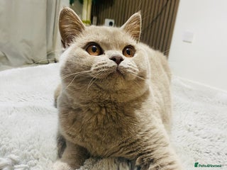 British Shorthair cats 👑 LILAC BSH reg GCCF LAST GIRL 👑 - Advert 9