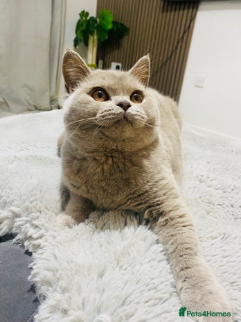 British Shorthair cats 👑 LILAC BSH reg GCCF LAST GIRL 👑 - Advert 11