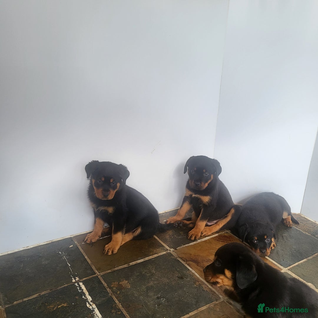 Rottweiler dogs for sale: Chunky Rottweiler Puppies  - Image 31
