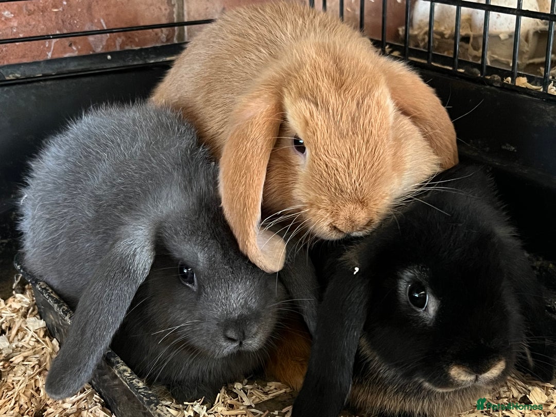 Mini Lop rabbits for sale: Two Mini Lop with Plush Baby Boys - Image 26