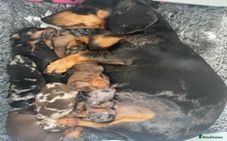 Dachshund dogs for sale: Miniature Dachsund Puppies  - Image 3